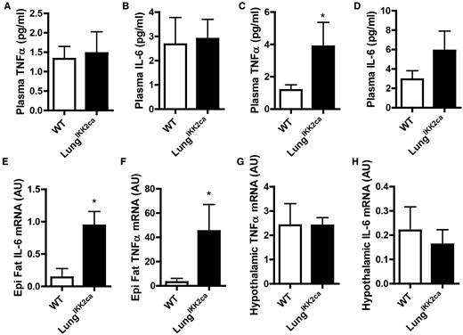 Lung-specific overexpression of IKK2ca induces systemic and adipose but not hypothalamic inflammation. A, B, Plasma were harvested from normal diet-fed WT and LungIKK2ca mice (10–18-weeks old, n = 5/group), and their TNFα and IL-6 were measured by ELISA. C-H, WT, and LungIKK2ca mice were fed with doxycycline diet for 3 months. C, D, Plasma TNFα and IL-6 were measured by ELISA. E, F, TNFα and IL-6 mRNA in the epididymal adipose tissue were measured by qPCR. G, H, TNFα and IL-6 mRNA in the hypothalamus were measured by qPCR (n = 6 or 8). *p < .05 versus WT, student t test.