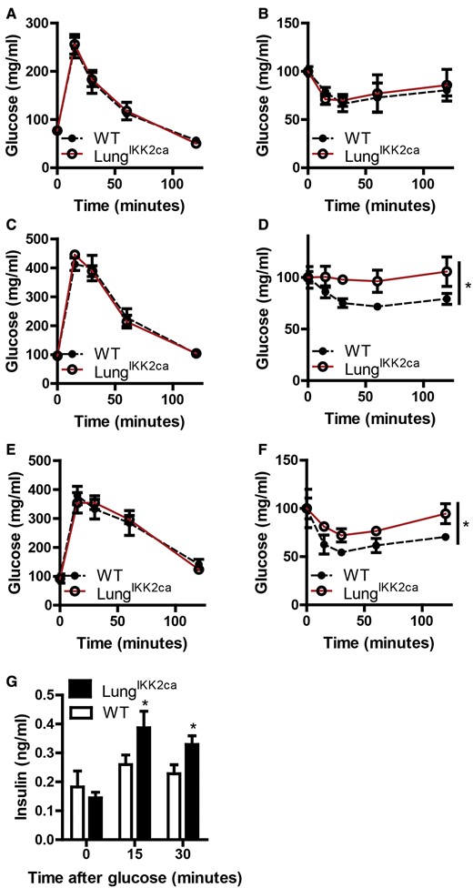 Lung-specific overexpression of IKK2ca induces insulin resistance but not glucose intolerance. IPGTT (A, C, and E) and ITT (B, D, and F) were performed before feeding with doxycycline (A and B), after 1-month feeding (C and D), and after 3 months feeding (E and F). G, When performing IPGTT after 3 months feeding with doxycycline diet, plasma was collected at the indicated time points, and insulin levels were assessed by ELISA. 8 WT and 6 LungIKK2ca. *p < .05 versus WT, 2-way ANOVA.