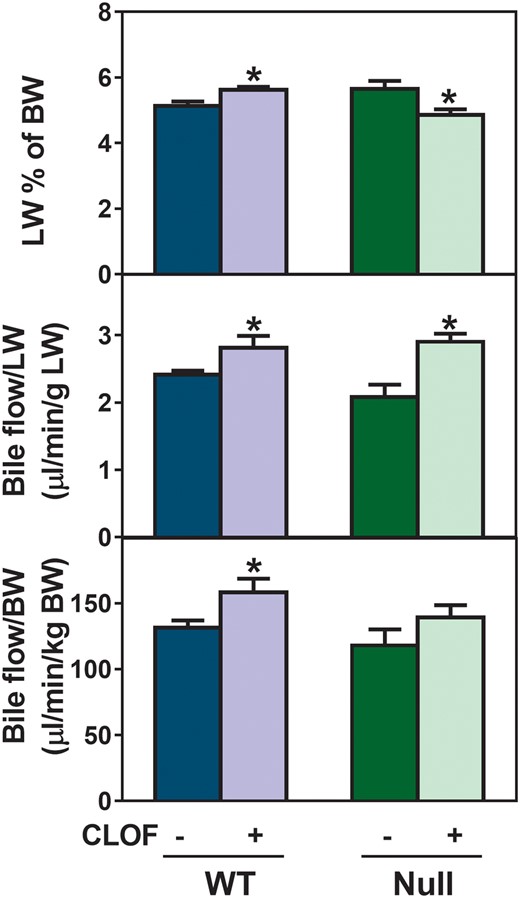 Effect of CLOF on LW and bile flow in WT and PPARα-null mice. CO or CLOF (300 mg/kg) was administered daily (i.p.) for 4 consecutive days to male WT and PPARα-null mice (n = 6-8 per treatment group). On day 5, mice were anesthetized and bile was collected for 40 minutes. LW is expressed as a percent of BW. (A) Bile flow rates were normalized to LW (B) and BW (C). Data represent means ± SEM. Asterisks (*) denote statistically different from vehicle control (p < .05).