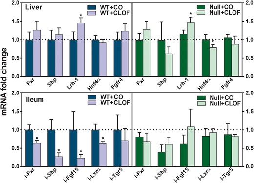 Effect of CLOF on mRNA of BA regulators in livers and ilea of WT and PPARα-null mice. CO or CLOF (300 mg/kg) was administered daily (i.p.) for 4 consecutive days to male WT and PPARα-null mice (n = 6–8 per treatment group). QuantiGene Plex 2.0 Assay was performed to measure the gene expression of Fxr, Shp, Lrh-1 and Fgfr4 in the liver and Fxr, Shp, Fgf15, and Tgr5 in the ileum. Relative mRNA levels were calculated with vehicle-treated WT male mice set as 100%. Data represent means ± SEM *p < .05 versus vehicle treatment group.