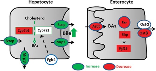 Proposed mechanism for PPARα-mediated regulation of BA homeostasis. PPARα activation increases both BA uptake transporter (Ntcp) and BA efflux transporter (Mrp3, Mrp2, and Bsep) in the liver. In contrast, PPARα activation decreases BA synthetic enzyme Cyp7a1 in the liver as well as BA transporters (Asbt and Ostβ) in the ileum. Furthermore, PPARα activation suppresses intestinal Fxr-Shp-Fgf15 pathway.