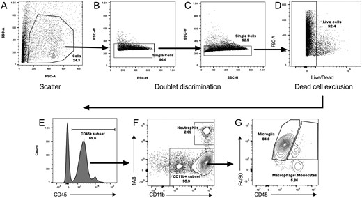 Gating strategy for determining the population of infiltrating, live leukocytes. Representative flow cytometry plots demonstrate the gating strategy used for analysis of immune cell percentages and median fluorescence intensities (MFIs). A, Potential live cells were gated based on their light scatter properties: side scatter-area (SSC-A) versus forward scatter-area (FSC-A). Doublets were removed from this population by gating on (B) forward scatter-width (FSC-W) versus forward scatter-height (FSC-H) and (C) side scatter-width versus side scatter-height (SSC-W versus SSC-H). Dead cells were excluded from the single-cell population (C), as demonstrated in (D) showing FSC-A versus viability dye staining. The cell population identified from A–D gating was then assessed for (E) positive CD45 staining, representing live leukocytes. This subset was used to compare (F) 1A8 versus CD11b expression, with CD45+CD11b+1A8+ denoting the neutrophil population and CD45+1A8C−CD11b+ denoting the CD11b+ population (subset, F). This population was then analyzed for (G) F4/80 versus CD45 expression, where 1A8−CD11b+F4/80+CD45low denotes microglia and 1A8−CD11b+F4/80+CD45low denotes macrophage/monocytes. MFIs were determined for CD11b, F4/80, and MHCII expression on microglia in either the cerebellum or brain where n = 3 mice per group.