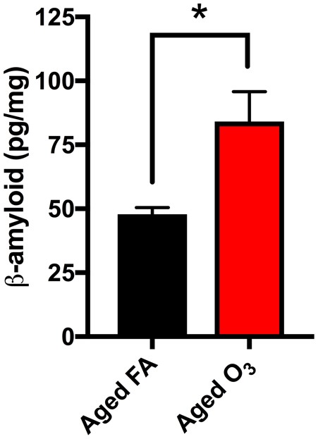 Acute O3 exposure increases β-amyloid protein expression in cortical and limbic regions of the aged brain. Increased β-amyloid protein accumulation in the brain was observed after acute O3 exposure (*p < .05 by Student’s t test; all values represent mean ± SEM).