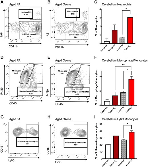 Acute ozone (O3) exposure induces peripheral leukocyte infiltration in the cerebellum in aged animals. A, Representative flow cytometry dot plots comparing 1A8 (neutrophil marker) and CD11b expression in the aged cerebellum; the neutrophil population was determined from the live leukocyte population and was denoted as CD45+1A8+CD11b+. B, Effects of O3 exposure on the neutrophil population in the aged cerebellum compared with filtered air (FA) aged controls. C, Acute O3 exposure significantly increased the neutrophil population only in the aged cerebellum. D, Expression of F4/80 and CD45 in the aged cerebellum; the macrophage/monocyte population was denoted as CD45high1A8−CD11b+F4/80+ distinct from the microglia population, which was denoted as CD45low1A8−CD11b+F4/80+. E, Effects of acute O3 exposure on the peripheral macrophage/monocyte population in the aged cerebellum. F, O3 exposure significantly increased the macrophage/monocyte population in the aged cerebellum. The aged cerebellum exhibited significantly increased macrophage/monocyte population compared with the young cerebellum after acute O3 exposure. G, CD45 and Ly6C expression in the aged cerebellum; the inflammatory monocyte population was denoted as CD11b+F4/80+CD45highLy6C+. H, Effects of O3 exposure on the inflammatory monocyte population in the aged cerebellum. I, Acute O3 exposure significantly increased the inflammatory monocyte population in the aged cerebellum (n = 3 per group, *p < .05; **p < .01; ***p < .001; ****p < .0001 by 2-way analysis of variance (ANOVA), all values represent mean ± SEM).
