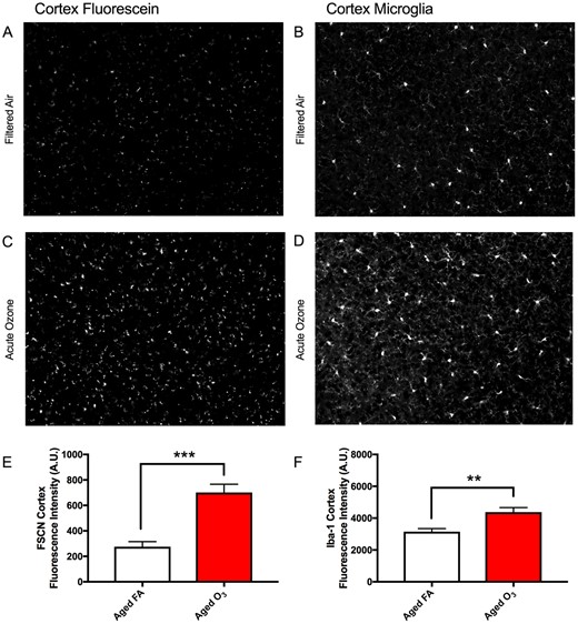 Acute O3 exposure increases the permeability of the BBB and induces reactive gliosis in cortex of aged animals. A, Representative image of BBB permeability as determined by FSCN penetration in the aged cortex. B, Representative image of microglia (Iba1) in the aged cortex. C, Acute O3 exposure increases FSCN fluorescence at the neurovascular unit and (D) Iba-1 fluorescence in the aged cortex. E, Bar graph depicting FSCN fluorescence quantification in animals exposed to FA (Aged FA) or acute O3 (Aged O3); acute O3 exposure increases fluorescence indicative of increased BBB permeability in the aged cortex (p < .001). F, Bar graph depicting Iba-1 fluorescence quantification in animals exposed to FA (Aged FA) or acute O3 (Aged O3); acute O3 exposure increases fluorescence indicative of reactive gliosis (neuroinflammation) in the aged cortex, (p < .01). Brain sections were imaged on a Zeiss AxioPlan2 Microscope with Nuance Multi-Spectral Camera, allowing for total fluorescence analysis (n = 6 per group, **p < .01; ***p < .001 by Student’s t test; all values represent mean ± SEM).