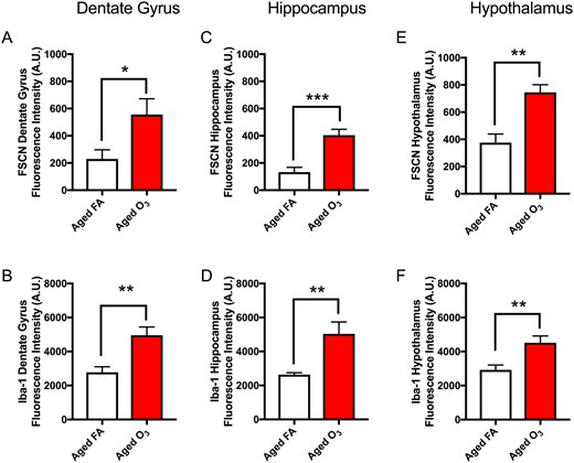Limbic structures of the aged brain are susceptible to increased BBB permeability and reactive gliosis after acute O3 exposure. A, In the aged dentate gyrus, acute O3 exposure increased BBB permeability, as determined by FSCN fluorescence, and (B) induces reactive gliosis, or microglia reactivity (neuroinflammation), as determined by Iba-1 fluorescence. C, In the aged hippocampus (CA1 area), acute O3 exposure increases BBB permeability and (D) induces reactive gliosis. E, In the aged hypothalamus, acute O3 exposure increases BBB permeability, and (F) induces reactive gliosis. Representative images of FSCN penetration and microglia fluorescence are provided the Supplementary data for each of these structures (n = 6 per group and 3 images per region, **p < .01; ***p < .001 by Student’s t test; all values represent mean ± SEM).
