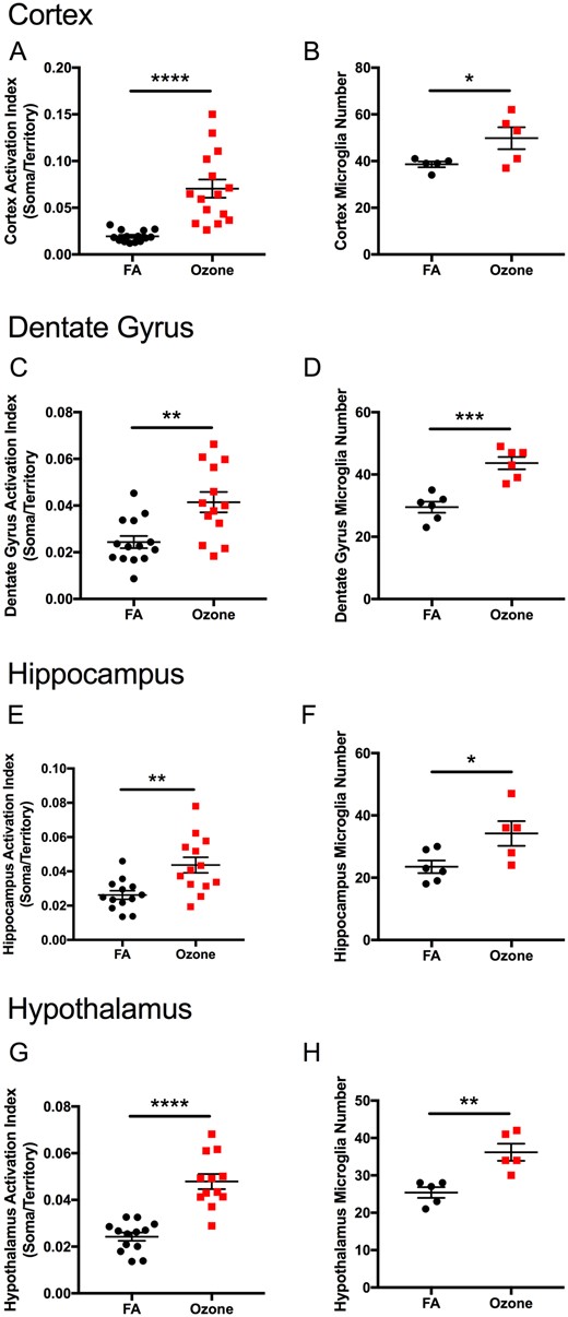 Acute O3 exposure alters microglia morphology and number in limbic structures of the aged brain. Acute O3 exposure significantly increases the activation index of microglia, as determined by the ratio of soma size to territory of processes in the aged (A) cortex, (C) dentate gyrus, (E) hippocampus, and (G) hypothalamus. Acute O3 exposure significantly increases reactive gliosis, including the number of microglia in the (B) cortex, (D) dentate gyrus, (F) hippocampus, and (H) hypothalamus (n = 11–15 individual cells per group and n = 5–6 images for total microglia quantification, *p < .05, **p < .01; ***p < .001, ****p < .0001 by Student’s t test; all values represent mean ± SEM).