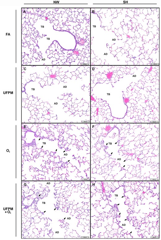 Terminal bronchioles and alveolar ducts from NW and SH rats by experimental exposure. Representative histological sections of (A) FA-exposed NW rat and (B) SH rat and (C) UFPM-exposed NW rat (D) and SH rat. (E) O3-exposed NW rat and (F) SH rat. (G) UFPM + O3-exposed NW rat and (H) SH rat. Sections were stained with hematoxylin and eosin, bar = 100 μm. Note: Arrowheads denote areas of injury and inflammation. Abbreviations: NW, normal Wistar rat; SH, spontaneously hypertensive rat; FA, filtered air; UFPM, ultrafine particulate matter; O3, ozone; UFPM + O3, ultrafine particulate matter combined with ozone; TB, terminal bronchiole; AV, alveolar duct.