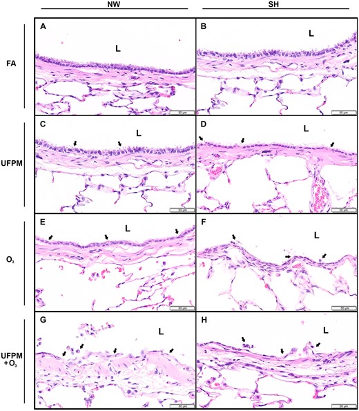 Bronchial epithelium of large intrapulmonary airways from NW and SH rats by experimental exposure. Representative histological sections of (A) FA-exposed NW rat and (B) SH rat and (C) UFPM-exposed NW rat and (D) SH rat. (E) O3-exposed NW rat and (F) SH rat. (G) UFPM + O3-exposed NW rat and (H) SH rat. Sections were stained with hematoxylin and eosin, bar = 50 μm. Arrowheads denote areas of injury and inflammation. Abbreviations: NW, normal Wistar rat; SH, spontaneously hypertensive rat; FA, filtered air; UFPM, ultrafine particulate matter; O3, ozone; UFPM + O3, ultrafine particulate matter combined with ozone; L, lumen.