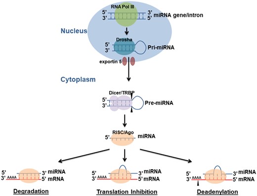 miRNA biogenesis. The multiple steps of miRNAs biogenesis in both the nucleus and cytoplasm and their role in regulating their target mRNAs.