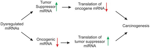 miRNAs as tumor suppressors and oncogenes. miRNA may act as transducer/mediator among oncogene and tumor suppressor genes leading to tumor formation (adapted from Paranjape et al., 2009).