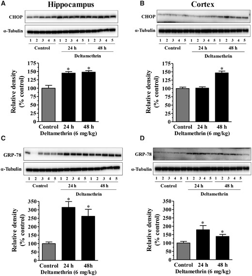 Oral administration of a single dose of deltamethrin (6 mg/kg) causes ER stress in the hippocampus and cortex of adult mice. Levels of CHOP in hippocampus (A) and frontal cortex (B). Levels of GRP-78 in hippocampus (C) and frontal cortex (D). Induction of CHOP and GRP-78 proteins were determined by Western blot analysis at 24h and 48h following deltamethrin exposure. α-Tubulin was used as a loading control. Relative densities are presented in bar graphs and representative blots are provided above the graphs. The values represent mean ± SEM from 5 animals per group. Asterisks indicate significantly different from control (Hippocampus: f = 19.25; df = 4; p < .0001 for CHOP and f = 10.26; df = 4; p < .003 for GRP-78. Cortex: CHOP: f = 35.04; df = 4; p < .0001 for CHOP and f = 5.24; df = 4; p < .02).