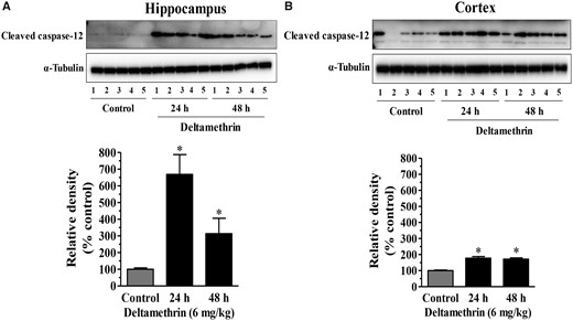 Time course activation of caspase-12 following a single oral exposure to deltamethrin (6 mg/kg). Protein levels of caspase-12 in the hippocampus (A) and frontal cortex (B) were determined by Western blot analysis. Relative densities are presented in bar graphs and representative blots are provided above the graphs. α-Tubulin was used as a loading control. The values represent mean ± SEM from 5 animals per group. Asterisk indicates significantly different from control (Hippocampus: f = 10.90; df = 4; p < .002 and Cortex: f = 32.77; df = 4; p < .0001).