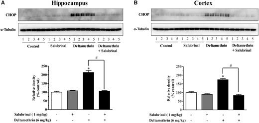 Salubrinal pretreatment prevents activation of the ER stress pathway following a single oral exposure to deltamethrin (6 mg/kg) in adult mice. Mice were given two i.p. injections of 1 mg/kg salubrinal 24 h and 30 min before the administration of deltamethrin. Levels of CHOP in hippocampus (A) and frontal cortex (B) were measured 48 h after deltamethrin administration. Protein levels of CHOP in hippocampus (A) and frontal cortex (B) were measured by Western blot analysis. α-Tubulin was used as loading control. Relative densities are presented in bar graphs and a representative blot is provided above the graph. The values represent mean ± SEM from 5 animals per group. * indicates significantly different from control and # indicates significant differences from deltamethrin when compared with deltamethrin + salubrinal (Hippocampus: f = 79.98; df = 4; p < .0001 and Cortex: f = 46.78; df = 4; p < .0001).