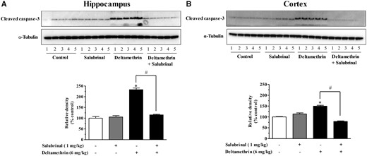 Inhibition of ER stress with salubrinal prevents activation of caspase-3 in the brain of adult mice following exposure to deltamethrin. Mice were given two i.p. injections of 1 mg/kg salubrinal 24 h and 30 min before the administration of deltamethrin. Protein levels of activated caspase-3 in hippocampus (A) and frontal cortex (B) were measured by Western blot analysis at 48 h following deltamethrin administration. α-Tubulin was used as loading control. Relative densities are presented in bar graphs and a representative blot is provided above the graph. The values represent mean ± SEM from 5 animals per group. * indicates significantly different from control and # indicates significant differences from deltamethrin when compared with deltamethrin + salubrinal (Hippocampus: f = 38.03; df = 4; p < .0001 and Cortex: f = 69.34; df = 4; p < .0001).