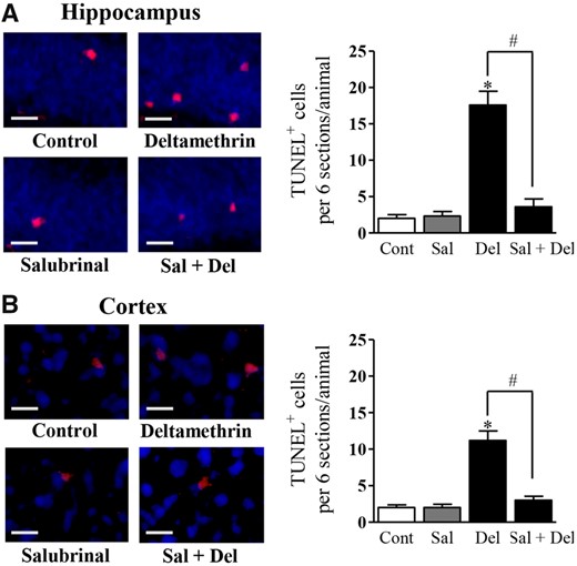 Single oral exposure to deltamethrin (6 mg/kg) causes neuronal apoptosis and salubrinal preventens deltamethrin-induced apoptotic cell death in the brain of adult mice. Mice were given two i.p. injections of 1 mg/kg salubrinal 24 h and then 30 min before the administration of deltamethrin. Apoptotic cells (red) were visualized with TUNEL staining in the dentate gyrus (DG) of hippocampus (A) and prefrontal cortex (B) at 48 h after deltamethrin administration. Scale bar = 200 µM. The values represent mean ± SEM from 4 animals per group. * indicates significantly different from control and # indicates significant differences from deltamethrin when compared with deltamethrin + salubrinal (Hippocampus: f = 46.33; df = 3; p < .0001 and Cortex: f = 38.11; df = 3; p < .0001).