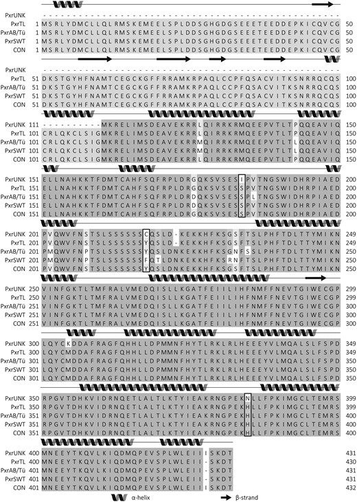 Multiple sequence alignment of Pxr from four strains of zebrafish. Protein sequences were aligned using Clustal Omega (Sievers et al., 2011) and visualized in Jalview (Waterhouse et al., 2009b). Darker scale of gray indicates higher degree of amino acid identity. Secondary structures were predicted using hidden neural networks (YAPIN (Lin et al., 2005) and were indicated by spirals (α-helices) and arrows (β-strands). Amino acid positions characteristic for the PxrTL/Pxr∗1 or Pxr*2 variants as described by Bainy et al. (2013) have been boxed. To assure a unique number for all amino acids in the variants, we constructed a zfPxr consensus sequence (CON) that included all amino acids of the alignment in which two gaps were introduced due to two indels in the sequences. The resulting CON had two amino acids more than any of the individual zfPxr variants (432 vs 430).
