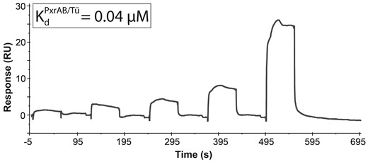Surface plasmon resonance dissociation curves for the interaction of clotrimazole and the PxrAB/Tü variant. The interaction analysis between the MBP-Pxr LBD and ligand was performed with both multi and single cycle kinetics at the same conditions (25°C). Surface plasmon resonance sensorgram for the receptor-ligand interaction was fitted globally using a 1:1 Langmuir interaction model. Surface plasmon resonance dissociation curves for the interaction between CLO and PxrTL, PxrSWT, and PxrUNK are shown in Supplementary Figure 3.