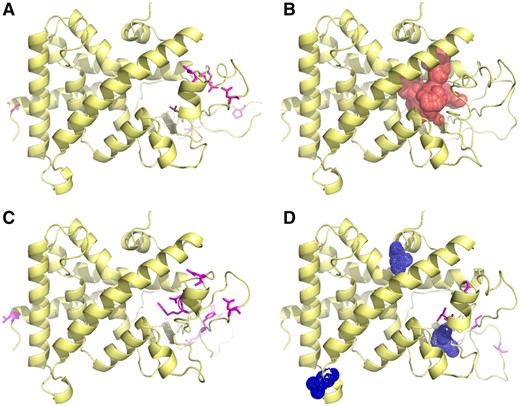 Structural models of Pxr from different strains of zebrafish. Models of zebrafish Pxr were predicted based on human ligand-bound PXR structures (see Materials and Methods section). The location of the ligand binding domain of RXR, the dimerization partner of PXR required for transactivation, was inferred based on overlay of the zebrafish homology model with the crystal structure of the RXR-PPARG dimer (Chandra et al., 2008). Amino acid differences from the reference TL structure are shown for AB/Tu (A), SWT (C), and UNK (D). Unique differences for the UNK structure are highlighted in (D). The canonical ligand binding pocket is shown in the TL reference structure (B). For interpretation of the references to colour in this figure legend, the reader is referred to the web version of this article.