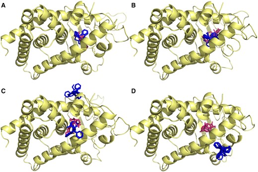 Docking of substrates to allelic variants of zebrafish Pxr reveals different allosteric sites. The top 5 poses for 4BAB (orange/grey) and CLO (green/dark grey) for each allele (A: PxrAB/Tü, B: PxrTL, C: SWT, D: UNK) are presented together. Note that in addition to the main ligand binding pocket there are three allosteric sites, including one adjacent to the AF-2 site on helix 12. Different alleles exhibit different patterns of allosteric occupancy with different substrates. For interpretation of the references to colour in this figure legend, the reader is referred to the web version of this article.