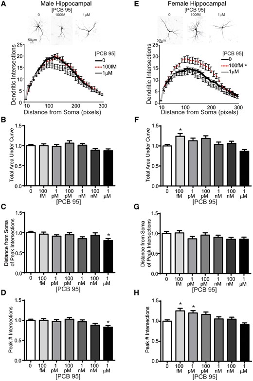 Female mouse hippocampal neurons are more sensitive than male mouse hippocampal neurons to PCB 95-induced dendritic arborization. Representative photomicrographs and Sholl plots of DIV 9 GFP+ male (A) and female (E) mouse hippocampal neurons exposed for 48 h to either vehicle (0.1% DMSO) or PCB 95 at the lowest (100 fM) or highest (1 μM) concentration examined. Fold-change relative to sex-matched vehicle control was quantified with respect to: (B, F) the total area under the Sholl curve (10–300 pixels from the soma); (C, G) the distance from the soma at which the peak (maximal number of) dendritic intersection occurs (peak X); and (D, H) the peak (maximal) number of dendritic intersections (peak Y). Data are presented as mean ± SE (n = 33–93 neurons from at least 3 independent dissections). *Significantly different from vehicle control at p < .05, as determined using 1-way ANOVA followed by Dunnett’s multiple comparison post hoc test (B) or Kruskal-Wallis test followed by Dunn’s multiple comparison post hoc test (C, D, F, G, H).
