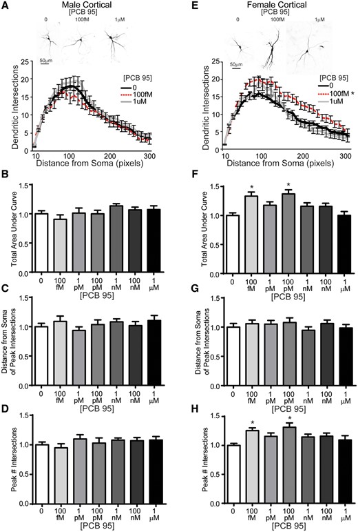 Female mouse cortical neurons are more sensitive than male mouse cortical neurons to PCB 95-induced dendritic arborization. Representative photomicrographs and Sholl plots of DIV 9 GFP+ male (A) and female (E) mouse cortical neurons exposed for 48 h to either vehicle (0.1% DMSO) or PCB 95 at the lowest (100 fM) or highest (1 μM) concentration examined. Fold-change relative to sex-matched vehicle control was quantified with respect to: (B, F) the total area under the Sholl curve (0–300 pixels from the soma); (C, G) the distance from the soma at which the peak (maximal number of) dendritic intersections occurs (peak X); and (D, H) the peak (maximal) number of dendritic intersections (peak Y). Data are presented as mean ± SE (n = 13–70 neurons from at least 3 independent dissections). *Significantly different from vehicle control at p < .05, as determined using Kruskal-Wallis test followed by Dunn’s multiple comparison post hoc test.