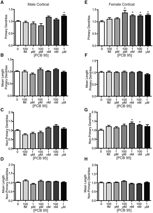 PCB 95 increases dendritic arborization of female cortical neurons via effect on primary and nonprimary dendrites. Male (A–D) and female (E–H) mouse cortical neuron-glia co-cultures were exposed for 48 h to vehicle (0.1% DMSO) or varying concentrations of PCB 95. Fold-change relative to sex-matched vehicle control was quantified for: (A, E) the total number of primary dendrites; (B, F) mean length of the primary dendrites (μm); (C, G) the number of nonprimary dendrites; and (D, H) the mean length of nonprimary dendrites (μm). Data are presented as mean ± SE (n = 13–70 neurons from at least 3 independent dissections). *Significantly different from vehicle control at p < .05, as determined using Kruskal-Wallis test followed by Dunn’s multiple comparison post hoc test.