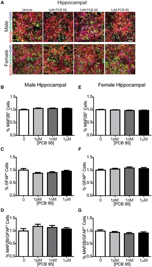 PCB 95 does not alter the number of neurons or astrocytes in hippocampal cocultures. A, Representative images of male and female mouse hippocampal neuron-glia cocultures exposed for 48 h to vehicle (0.1% DMSO) or varying concentrations of PCB 95 beginning at DIV 7. At the end of the exposure period, cultures were immunostained for MAP2B (red) to identify neurons; glial fibrillary acidic protein (GFAP, green) to identify astrocytes, and DAPI (blue) to identify nuclei. Fold-change relative to sex-matched vehicle control was determined for (B, E) the percentage of cells immunopositive for MAP2B; (C, F) the percentage of cells immunopositive for GFAP; and (D, G) the ratio of MAP2B/GFAP immunopositive cells. Data are presented as mean ± SE (up to 9 sites were averaged per well with n = 6–9 wells analyzed per group from at least 3 independent dissections). No significant differences from vehicle control were detected 1-way ANOVA (B, C, D, G) or Kruskal-Wallis test (E, F) at p < 0.05.
