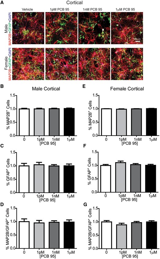 PCB 95 does not alter the number of neurons or astrocyte in cortical cocultures. A, Representative images of male and female mouse cortical neuron-glia co-cultures exposed for 48 h to vehicle (0.1% DMSO) or varying concentrations of PCB 95 beginning at DIV7. At DIV9, cultures were immunostained for MAP2B (red) to identify neurons; GFAP (green) to label astrocytes, and DAPI (blue) to label nuclei. Fold-change relative to sex-matched vehicle control was determined for: (B, E) the percentage of MAP2B immunopositive cells; (C, F) the percentage of GFAP immunopositive cells; and (D, G) the ratio of MAP2B/GFAP immunopositive cells. Data are presented as mean ± SE (up to 9 sites were averaged per well with n = 7–9 wells per group from at least 3 independent dissections). No significant differences from vehicle control were detected by 1-way ANOVA (C, D, G) or Kruskal-Wallis test (B, E, F) at p < .05.