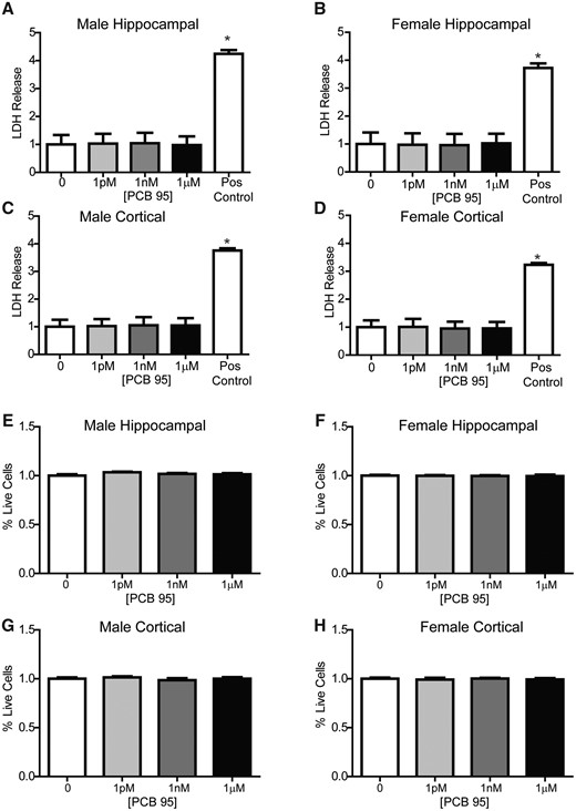 PCB 95 does not alter cell viability in male or female hippocampal and cortical cultures. Male and female mouse hippocampal (A, B, E, F) or cortical (C, D, G, H) neuron-glia cocultures were exposed to vehicle (0.1% DMSO) or varying concentrations of PCB 95 for 48 h beginning on DIV7. (A–D) On DIV 9, cell viability was determined by measuring LDH release into the medium. As a positive control, a subset of cultures were lysed with 0.2% Triton X. Data are presented as mean ± SE fold change from sex-matched vehicle control (n = 3–4 wells per group from at least 3 independent dissections). *Significantly different from vehicle control at p < 0.05, as determined using 1-way ANOVA followed by Dunnett’s multiple comparison post hoc test. (E-H) Cell viability was also analyzed by quantifying the percentage of live cells in cultures stained with calcein AM (biomarker of live cells) and propidium iodide (biomarker of dead cells) using Metamorph image analysis software. Data are presented as mean ± SE fold change from sex-matched vehicle control (n = 6–9 wells per group from 2-3 independent dissections). At least 5 sites were imaged per well; images that contained fewer than 250 cells were not included in the analysis. No significant differences from vehicle control were detected by 1-way ANOVA (F, H) or Kruskal-Wallis test (E, G) at p < .05. Raw mean percentage of live cells for vehicle groups was 95.3% ± 1.3%, 96.8% ± 0.76%, 95.7% ± 1.41%, and 96% ± 1.19% for male hippocampal, female hippocampal, male and female cortical neurons, respectively. The highest lysis control value was 0.02% ± 0.01% live cells (not shown).
