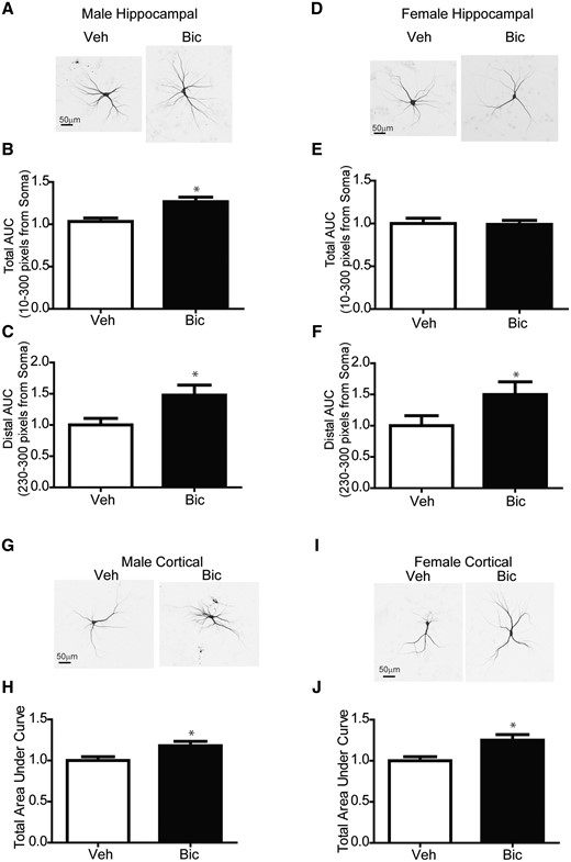 Bicuculline increases dendritic arborization in male and female hippocampal neurons. (A, D, G, I) Representative photomicrographs of DIV 9 GFP+ male and female mouse (A–F) hippocampal or (G–J) cortical neurons exposed for 48 h to either vehicle or bicuculline (20 μM) beginning on DIV7. Fold-change relative to sex-matched vehicle control was quantified for: (B, E, H, J) the total area under the Sholl curve (0–300 pixels from the soma); and (C, F) the total distal area under the Sholl curve (230–300 pixels from the soma). Data are presented as mean ± SE (hippocampal, n = 33–74 neurons from at least 3 independent dissections; cortical, n = 32–61 neurons from 2 to 3 independent dissections). *Significantly different from male at p < .05, as determined using Student’s t test (B, H, J) or Mann-Whitney test (C, E, F). Abbreviations: AUC, area under curve; Bic, Bicuculline; Veh, Vehicle.