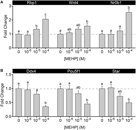 MEHP altered testicular gene expression. A, MEHP exposure led to a concentration-dependent increase in Rbp1, Wnt4, and Nr0b1 expression. B, MEHP exposure led to a concentration-dependent decrease in Ddx4, Pou5f1, and Star. Values are mean ± SEM. Dashed line at y = 1. n = 19 testes in vehicle control group and 6–7 testes per treated group. Within each gene, bars not connected by the same letter are significantly different (p < .05) by 1-way ANOVA followed by Tukey’s post hoc test.