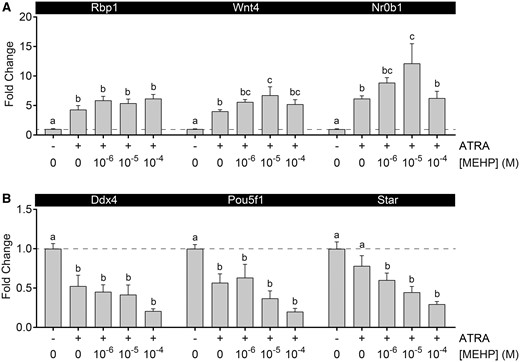 MEHP and ATRA altered testicular gene expression interactively. A, All MEHP and ATRA treatment groups enhanced expression of Rbp1. ATRA induction of Wnt4 and Nr0b1 expression was enhanced by 10−5 M MEHP, but not 10−4 MEHP, resulting in an inverted U-shaped concentration-response. B, All treatment groups resulted in suppression of Ddx4 and Pou5f1 expression. Star expression was not significantly suppressed by 10−6 M ATRA alone, but was significantly reduced with addition of all MEHP concentrations. On x-axis, “−” indicates no ATRA; “+” indicates 10−6 M ATRA. Values reported in chart are mean ± SEM. Dashed line at y = 1. n = 26 testes in vehicle control group and 6–7 testes per treated group. Within each gene, bars not connected by the same letter are significantly different (p < .05) by 1-way ANOVA followed by Tukey’s post hoc test.
