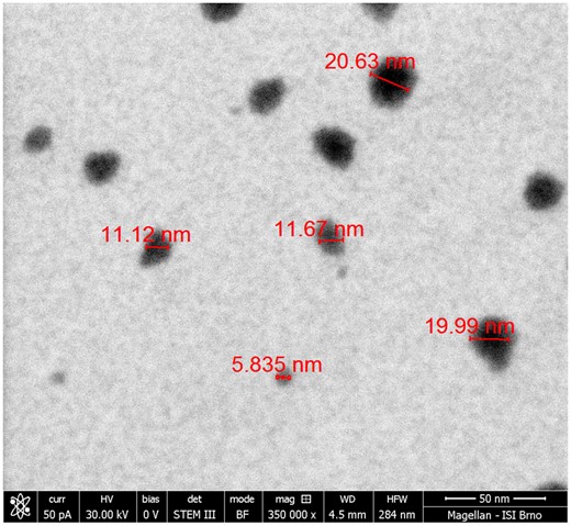 The scanning transmission electron micrograph showing the agglomerates of primary ZnO NP.