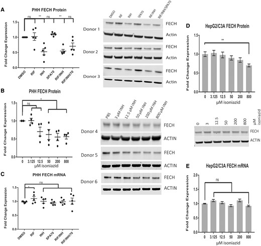 Isoniazid decreases human FECH protein levels, but not mRNA levels. Western blot analysis of FECH in primary human hepatocytes (PHHs) treated with 10 µM rifampicin (RIF), 10 µM SPA70, 200 µM isoniazid (INH), or a combination of these drugs (A) and a dose-response assay of isoniazid for 72 h (B). C, Quantitative Real-time Polymerase Chain Reaction (qRT-PCR) analysis of FECH expression in (A). Western blot analysis (D) and qRT-PCR analysis (E) of FECH expression in HepG2/C3A cells treated with isoniazid for 72 h. For PHHS, the results are presented as the mean fold change in expression±SEM. For HepG2/C3A cells, the results are presented as the mean fold change in expression for 3 biological repeats, each with 3 technical repeats. Two-way ANOVA followed by Tukey’s post hoc analysis was used to compare group means for qRT-PCR analysis. One-way ANOVA followed by Dunnett’s post hoc analysis was used to compare group means for Western blot analysis. **p < .01; *p < .05.