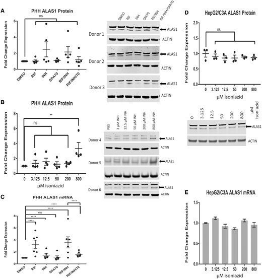Isoniazid increases human aminolevulinic acid synthase (ALAS1) protein levels. Western blot analysis of ALAS1 in primary human hepatocytes (PHHs) treated with 10 µM rifampicin (RIF), 10 µM SPA70, 200 µM isoniazid (INH), or a combination of these drugs (A) and a dose-response assay of isoniazid for 72 h (B). (C) qRT-PCR analysis of ALAS1 expression in (A). Western blot analysis (D) and qRT-PCR analysis (E) of ALAS1 in HepG2/C3A cells treated with isoniazid for 72 h. For PHHs, the results are presented as the mean fold change in expression±SEM. For HepG2/C3A cells, the results are presented as the mean fold change in expression for 3 biological repeats. Two-way ANOVA followed by Tukey’s post hoc analysis was used to compare group means for qRT-PCR analysis. One-way ANOVA followed by Dunnett’s post hoc analysis was used to compare group means for Western blot analysis. ***p < .0001; **p < .01.