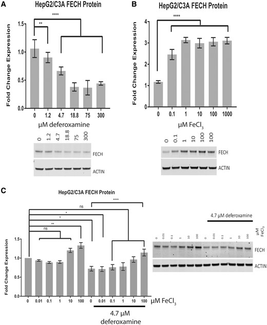Iron levels affect FECH protein levels. Western blot analysis of FECH in HepG2/C3A cells treated for 24 h with deferoxamine mesylate in 10% fetal bovine serum (FBS)-containing medium (A), with FeCl3 in 1% FBS (B), and with FeCl3 in 10% FBS in the presence or absence of 4.7 µM deferoxamine (C). The results are presented as the mean fold change in expression±SEM for 3 biological repeats, each with 3 technical repeats. One-way ANOVA followed by Dunnett’s post hoc analysis was used to compare group means for Western blot analysis. ****p < .0001; **p < .01; *p < .05.
