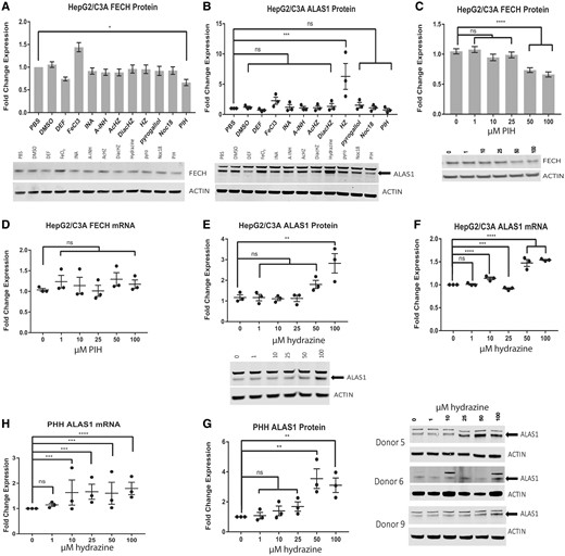 The effect of isoniazid metabolites on FECH and aminolevulinic acid synthase (ALAS1) levels. Western blot analysis of FECH (A) and ALAS1 (B) in HepG2/C3A cells treated for 16 h with the indicated compound at a concentration of 100 µM. Western blot analysis (C) and qRT-PCR analysis (D) of FECH in HepG2/C3A cells treated for 24 h with the indicated dose of pyridoxal isonicotinoyl hydrazone. Western blot analysis (E) and qRT-PCR analysis (F) of ALAS1 in HepG2/C3A cells treated for 24 h with the indicated dose of hydrazine. Western blot analysis (G) and qRT-PCR analysis (H) of ALAS1 in primary human hepatocytes (PHHs) treated for 24 h with the indicated dose of hydrazine. For qRT-PCR analysis and Western blot analysis of FECH, the results are presented as the mean fold change in expression±SEM for 3 biological repeats, each with 3 technical repeats. For Western blot analysis of ALAS1, the results are presented as the mean fold change in expression±SEM for 3 biological repeats. Two-way ANOVA followed by Tukey’s post hoc analysis was used to compare group means for qRT-PCR analysis. One-way ANOVA followed by Dunnett’s post hoc analysis was used to compare group means for Western blot analysis. ****p < .0001; ***p < .001; **p < .01; *p < .05. DEF, Deferoxamine mesylate; INA, isonicotinic acid; A-INH, acetyl-isoniazid; Ac-HZ, acetyl-hydrazine; DiacHZ, diacetylhydrazine; HZ, hydazine; PIH, pyridoxal isonicotinoyl hydrazone.