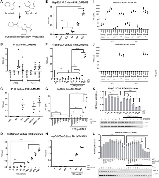 Detection of pyridoxal isonicotinoyl hydrazone (PIH) after isoniazid (INH) application. (A) Pyridoxal isonicotinoyl hydrazone is formed from isoniazid and pyridoxal. The LC/MS/MS analysis of pyridoxal isonicotinoyl hydrazone in the livers of mPxr−/−-C57BL/6 mouse with (hPXR) and without (Pxr-/-) hPXR-transgene, treated for 6 weeks with control chow, control water, chow containing 100 mg/kg rifampicin, and/or water containing 400 mg/l isoniazid (B); in primary human hepatocyte (PHH) cell culture medium treated for 72 h with DMSO, 10 µM rifampicin, 200 µM isoniazid, 10 µM SPA70, or a combination of these drugs (C); and in HepG2/C3A cell culture medium in a time-dependent (D) and a dose-dependent (E) manner after treatment with isoniazid or other compounds as indicated. The LC/MS/MS analysis of pyridoxal isonicotinoyl hydrazone in HepG2/C3A cell culture medium treated for 24 h with various concentrations of pyridoxal 5′-phosphate (F), pyridoxal HCl (G), or pyridoxine HCl (H). The LC/MS/MS analysis of pyridoxal isonicotinoyl hydrazone in phosphate-buffered saline treated with the indicated vitamin B6 analog (1 mM) at the indicated times and temperatures in the presence (I) or absence (J) of 1 mM isoniazid. Western blot analysis of FECH in HepG2/C3A cells treated for 24 h with pyridoxal 5′-phosphate (K) or pyridoxal HCl (L) in the presence or absence of 200 µM isoniazid. The results for PIH levels are presented as the mean fold change for 3 biological replicates±SEM for the in vitro data and as the mean (n = 4–5 per group)±SEM for the in vivo data. The results for Western blot analysis of FECH are presented as the mean fold change in expression±SEM for 3 biological repeats, each with 3 technical repeats. One-way ANOVA followed by Dunnett’s post hoc analysis was used to compare group means for Western blot analysis and LC/MS/MS analysis. ****p < .0001; ***p < .001; **p < .01; *p < .05.