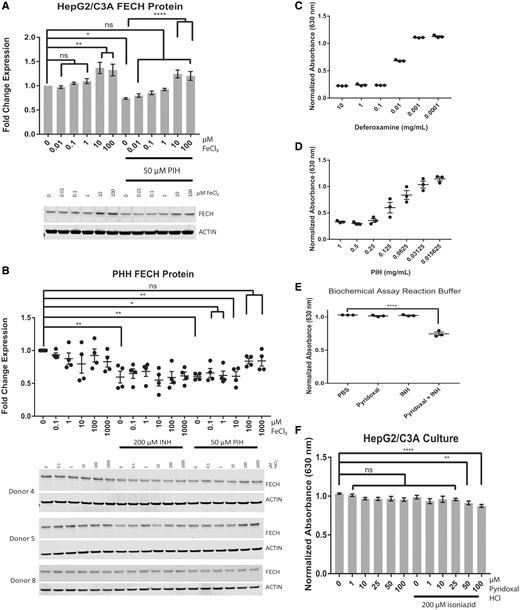 Pyridoxal isonicotinoyl hydrazone decreases FECH levels by decreasing iron availability in EMEM containing 10% fetal bovine serum. Western blot analysis of HepG2/C3A cells (A) and primary human hepatocytes (PHHs) (B) treated with increasing doses of FeCl3 in the presence or absence of pyridoxal isonicotinoyl hydrazone (PIH) (in HepG2/C3A cells) and in the presence or absence of PIH and isoniazid (in PHHs). Spectrophotometric analysis of CAS shuttle assays of deferoxamine (C), PIH (D), biochemical reaction products of pyridoxal HCl and isoniazid (E), and HepG2/C3A cell culture medium (F) treated with pyridoxal in the presence or absence of isoniazid (100 µM). For Western blot analysis of FECH in HepG2/C3A cells, the results are presented as the mean fold change in expression±SEM for 3 biological repeats, each with 3 technical repeats. For Western blot analysis of FECH in PHHs from donors, the results are presented as the mean fold change in expression±SEM. The results of spectrophotometric analysis of the background-subtracted absorbance (630 nm) of the CAS shuttle solution are presented as the mean±SEM of 3 repeats for deferoxamine and PIH dilutions and biochemical reaction products and as the mean±SEM for 3 biological repeats, each with 3 technical repeats, for the HepG2/C3A cell culture medium. One-way ANOVA followed by Dunnett’s post hoc analysis was used to compare group means for Western blot analysis and spectrophotometric analysis. ****p < .0001; ***p < .001; **p < .01; *p < .05.