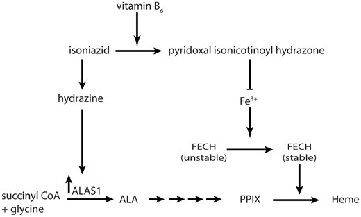 The proposed mechanism of regulation of heme biosynthesis. Vitamin B6 analogs form pyridoxal isonicotinoyl hydrazone (PIH) in the presence of isoniazid. Pyridoxal isonicotinoyl hydrazone chelates iron and prevents the stabilization of FECH. Isoniazid breaks down to hydrazine, and hydrazine upregulates aminolevulinic acid synthase at the transcription level. Both effects may be expected to increase the levels of liver protoporphyrin IX and lead to cholestatic liver injury. ALA, aminolevulinic acid.