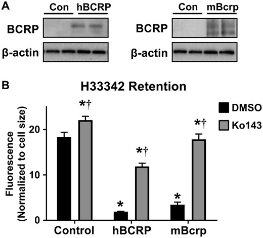 Characterization of BCRP expression and activity in hBCRP- and mBcrp-transfected MDCK cells. A, Western blot of transfected and control MDCK cells analyzing BCRP/Bcrp protein expression (72 kDa). β-actin (42 kDa) was used as a loading control. B, Retention of H33342 (10 μM) in empty vector control and transfected MDCK cells. Ko143 (1 μM) was used as a pharmacological inhibitor of BCRP/Bcrp (n = 6). Asterisks (*) represent statistically significant differences (p < .05) compared with control/vehicle. Daggers (†) represent statistically significant differences (p < .05) compared with vehicle within treatment group. Data represent the mean ± SD.