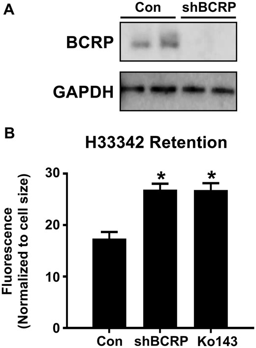 Characterization of BCRP protein and activity in BeWo shBCRP cells. A, Western blot of BCRP protein (72 kDa) in lysates from BeWo cells after treatment with control or shBCRP lentiviral particles. GAPDH (37 kDa) was used as a loading control. B, Retention of H33342 (5 μM) in control and shBCRP BeWo cells. Ko143 (1 μM) was used as a pharmacological inhibitor of BCRP (n = 6). Asterisks (*) represent statistically significant differences (p < .05) compared with control. Data represent the mean ± SD.