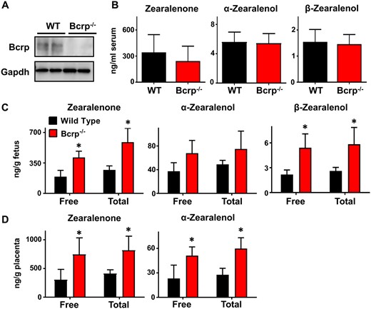 Quantification of zearalenone and its metabolites in pregnant wild-type and Bcrp−/− mice. A, Western blot of placental homogenates from pregnant wild-type and Bcrp−/− mice analyzing BCRP protein expression (72 kDa) on gestation day 14. GAPDH (37 kDa) was used as a loading control. B–D, Concentration of zearalenone and its metabolites detected in serum (B), fetuses (C), and matched placentas (D) 1 h after tail vein injection as determined by LC-MS. Total concentration was determined after incubation of samples with β-glucuronidase overnight at 37°C. Data represent the mean ± SD (n = 4–5). Asterisks (*) represent statistically significant differences (p < .05) compared with wild-type mice.