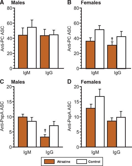 Splenic anti-Streptococcus pneumoniae ELIspot levels in 6-month-old animals after immunization with heat-killed S. pneumoniae (HKSP) vaccine. Offspring were immunized with HKSP as described and ELIspot assays were performed using spleen cells harvested 10 days after immunization. Anti-PC (A and B) and anti-PspA (C and D) were quantified using an ELIspot technique (see Materials and Methods), which measured number of individual spleen cells producing HKSP-specific IgM or IgG antibody. The averages (bars) and SEM are shown and the numbers of mice (and the number of litters they were derived from) appear in columns in Supplementary Table 4. Values significantly different between the control animals and the atrazine-exposed animals at p ≤ .09 are designated by a dagger.