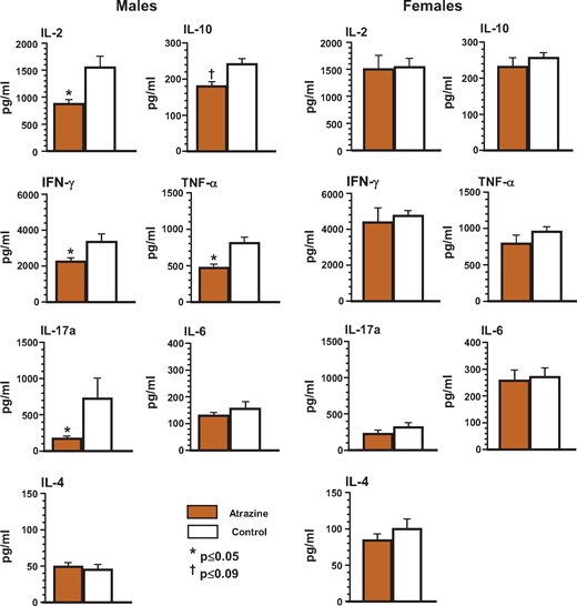 Ex vivo cytokine production by splenocytes isolated from the offspring after pre/postnatal atrazine exposure at 6 months of age. Single cell suspensions of splenocytes were prepared using standard techniques as described. The cells were stimulated in vitro with anti-CD3/anti-CD28 antibody to induce cytokine production. Culture supernatants were collected at the appropriate time to measure peak cytokine production using a cytometric bead array as described in the Materials and Methods. The averages (bars) and SEM are shown and the numbers of mice (and the number of litters they were derived from) appear in columns in Supplementary Table 5. Values significantly different between the control animals and the atrazine-exposed animals at p ≤ .05 are designated by an asterisk and at p ≤ .09 are designated by a dagger.