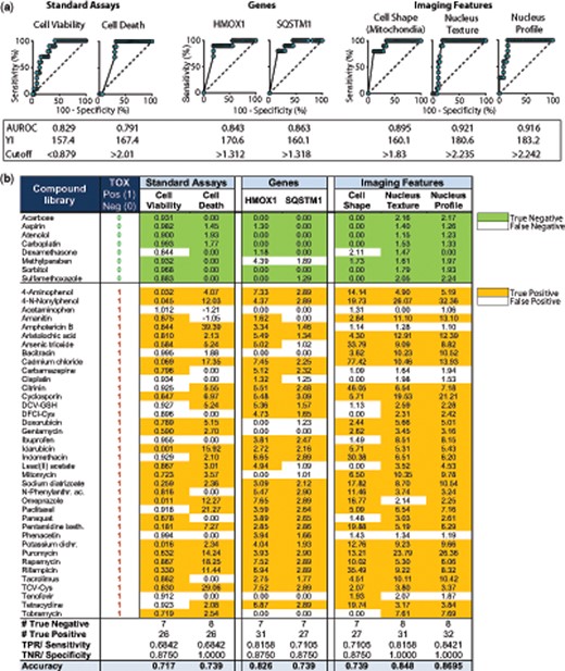 Performance of standard toxicity assays compared with RF-derived most predictive genes and imaging features. (A) Receiver operating characteristic curve (ROC) for (1) standard toxicity assays (cell viability: Celltiter Glo ATP assay; cell death: number of dead cells based on TOTO-3 iodine dye), (2) predictive genes, identified by RF feature reduction (HMOX1 and SQSTM1), and (3) imaging features identified by RF feature reduction (Cell Radial Deviation SER-Dark, Texture Nucleus SER-Saddle, Nucleus Profile 4/5 SER-Saddle). Data represent maximal upregulation of 38 kidney toxic compounds and 8 nontoxic controls across all concentrations at 24 h. Area under the ROC curve (AUROC) was calculated using GraphPad Prism software. Cut-off was calculated using the maximum YI (Youden Index = Sensitivity +Specificity − 1). (B) ROC-derived cut-offs were used as a threshold to calculate number of False Positive (FP), True Positive (TP), False Negative (FN), and True Negative (TN) compounds. Sensitivity or True Positive Rates (TPR) were calculated as #True Positive/All Positive. Specificity or True Negative Rates (TNR) were calculated as #True Negative/All Negative. Accuracy was calculated as (TP + TN)/(TP + FP + FN + TN).