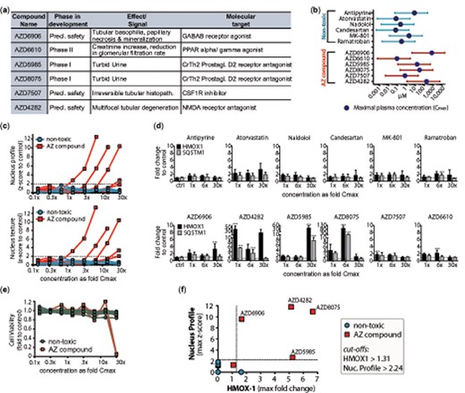 Validation of most predictive genes and imaging features in a set of 12 new compounds. (A) Six AstraZeneca (AZ) compounds were selected due to kidney toxic signals during development. Additional six compounds were chosen with similar pharmacological targets but no reports of kidney damage as nontoxic controls. (B) Concentration ranges (lines) of new nontoxic and AZ compounds used for following analyses with corresponding peak plasma concentrations (Cmax) (circle), spanning 12 concentrations from 30× to 0.006× Cmax. (C) Image analysis of most predictive imaging features (“Nucleus Profile 4/5 SER-Saddle_24h” and “Texture Nucleus SER-Saddle_24h”) at 24 h showed dose-dependent increase in z-score for five of the six AZ compounds. Data represent mean of four biological replicates performed in technical duplicates. Dotted line represents threshold for significant z-scores (−1.96 to 1.96), indicating two SD away from the mean of the control. (D) qRT-PCR results of HMOX1 (black) and SQSTM1 (gray) after treatment with the 12 new compounds for 24 h in low (1.3-fold Cmax), medium (6.2-fold Cmax), and high dose (30× Cmax). Data represent fold change to the average of the untreated control (dotted line) and is displayed as mean ± SD (n = 3). Multiple group comparison was conducted by one-way ANOVA followed by Dunnett’s post hoc test. p < .001 (***). (E) CellTiter Glo analysis of 12 validation compounds at 24 h showed dose-dependent decrease cell viability of two of the six AZ compounds. Data represent mean of three biological replicates performed in technical duplicates. (F) Scatter plot of z-score of Nucleus Profile 4/5 SER-Saddle against fold change of HMOX-1. Data represent maximal upregulation across all concentrations at 24 h. Dotted lines represent threshold for positive signal based on cut-offs derived from full compound library.