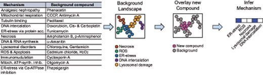 Overview of the pipeline for classification of mechanisms of toxicity based on imaging data using network overlays. Selection of 18 background compounds with well-defined mechanism of toxicity were used to generate a “background network.” Using the complete high-content imaging dataset (six concentrations, seven time points) of these 18 compounds, a network was generated by displaying the dataset in two dimensions via embedding it into a k-nearest neighbors graph. Each compound or mechanistic group can be located separately in the network. The addition of high-content imaging data for one new compound, not part of the initial background, allows overlay with the existing, labeled network and thereby decoding of the potential mechanisms of toxicity.