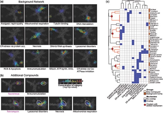 Network analysis of imaging data to identify mechanistic clusters. (A) Network of 18 background compounds with separation of 12 mechanistic groups based on complete high-content imaging dataset (six concentrations, seven time points). Nodes in the network represent clusters of compounds with similar imaging profiles and edges connect nodes that contain samples in common. Coloring represents concentration of the mechanistic category in each node as the −log10(p value) and ranks from 0.2 (blue) to 67 (red). (B) Overlay of new compounds on the background network to infer mechanistic information. Examples displayed here: Tacrolimus only overlaps with Immunomodulation (= cyclosporine A), Tobramycin overlaps with lysosomal disorders (= gentamicin, chloroquine), necrosis (= p-aminophenol, amphotericin), and mitochondrial respiration (= CCCP, antimycin A). (C) Two-way hierarchical clustering of kidney toxic compounds based on their overlap (blue label) with one or more of the 12 network-based groups shows formation of clusters of compounds with similar mechanism.